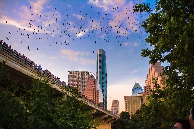 Congress Bridge Kayaking Bat Tour - What’s Included in Your Ticket (And What That Means for Value)