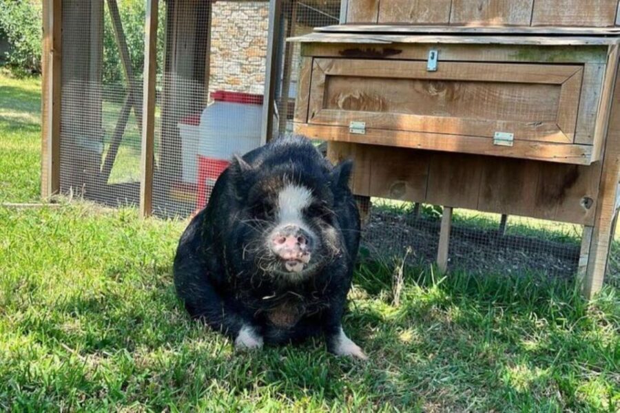 Hutto Texas: Kune kune Pig Farm Visit - The Main Event (Stop 2): A Guided 45-Minute Kunekune Tour