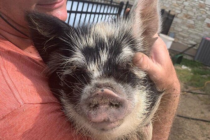 KuneKune Pig Farm Tour - Entering Best Clucking Place Farms: What Happens in 45 Minutes