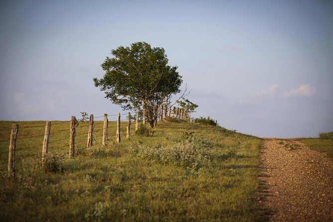 Texas Hill Country Olive Oil and Balsamic Vinegar Tasting - Key highlights before you go