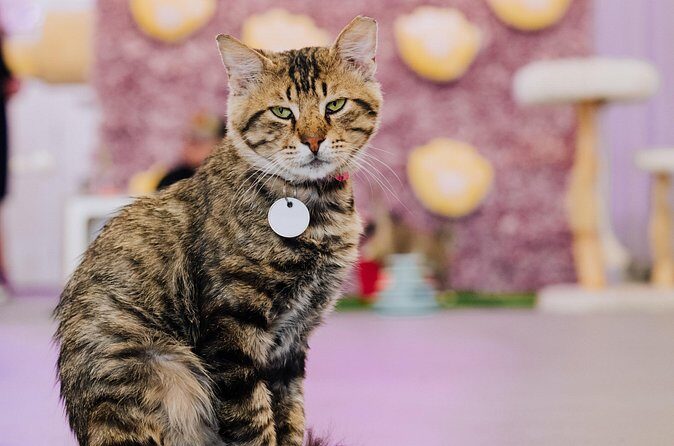 Ultimate cat experience at Austin's cat cafe - Toys, seating choices, and getting the cats to your comfort level